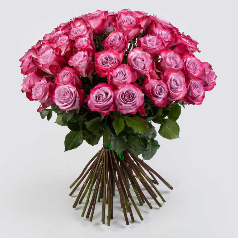 Букет 51 роза Дип Перпл (Эквадор), 60 см роза биг перпл кордес