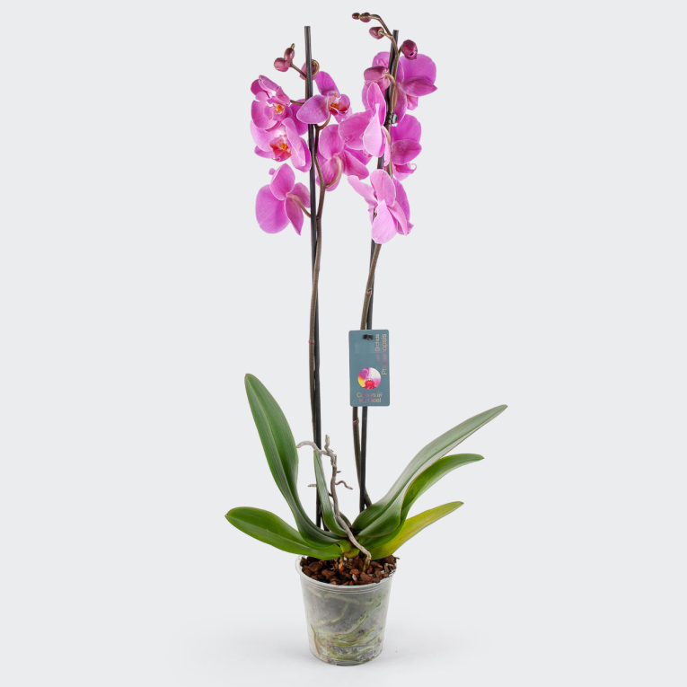 Орхидея Фаленопсис фиолетовая (2 ствола)