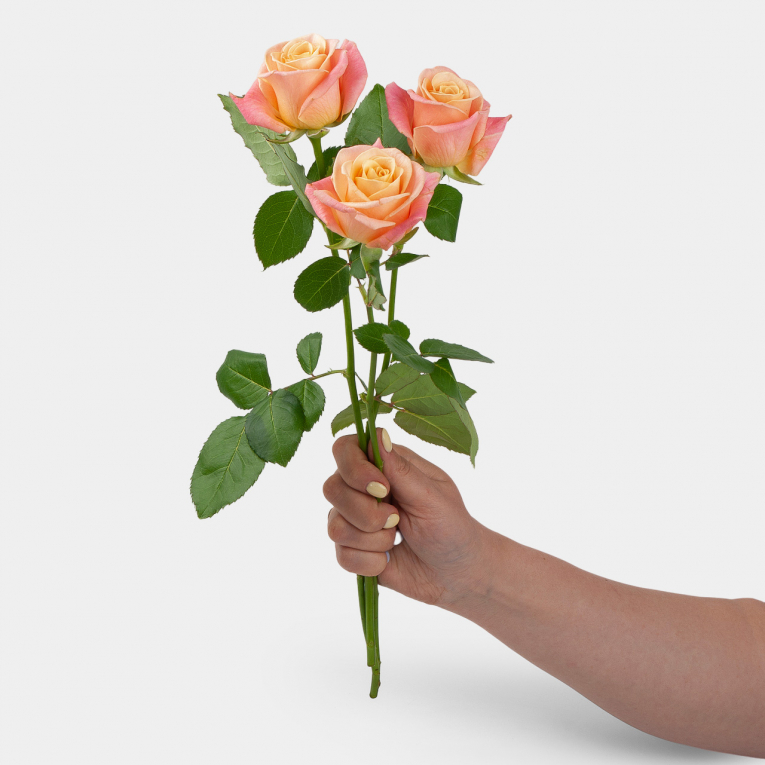 Роза Мисс Пигги 40 см (3 шт.) клематис мисс бейтман