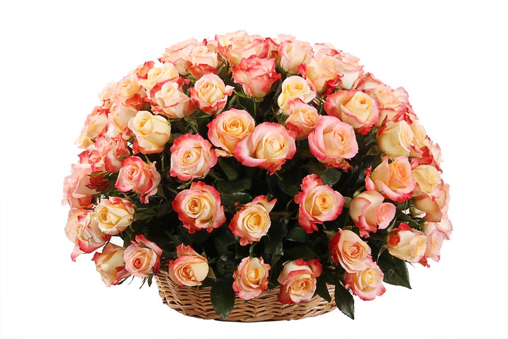Букет 101 роза Кабаре в корзине пеларгония кабаре f2 смесь окрасок