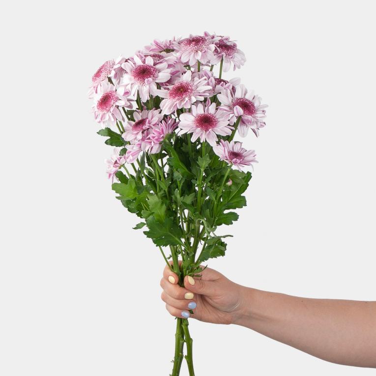 Хризантема кустовая бело-фиолетовая (3 шт.)