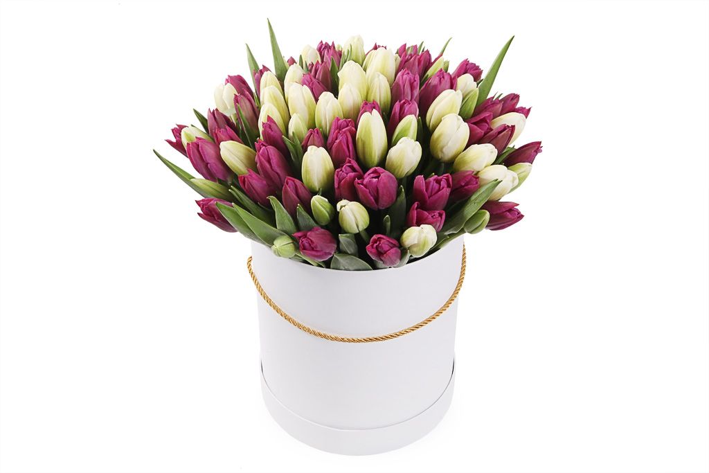 Букет 101 королевский тюльпан в белой коробке, бело-пурпурный микс шляпная коробка розовая 23 х 23 см