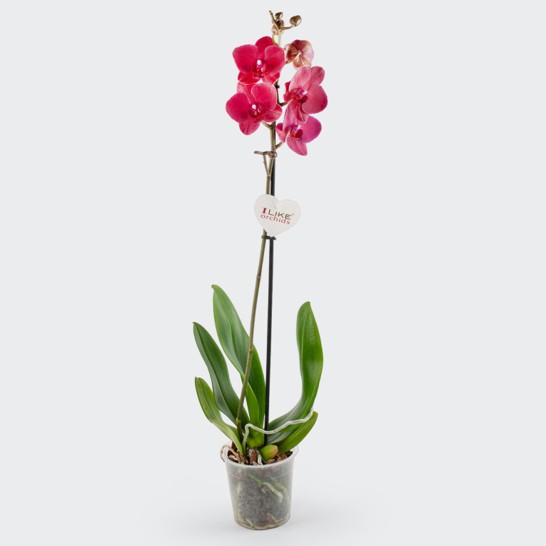 Орхидея Фаленопсис алая (1 ствол) орхидея фаленопсис конэко о 64321 76 см