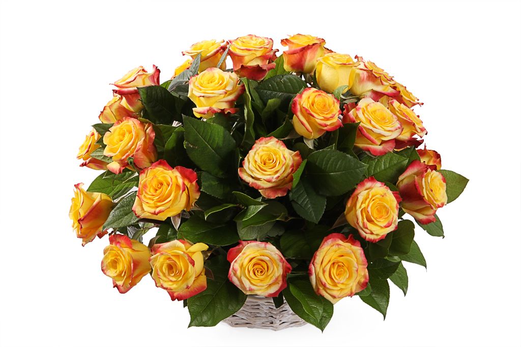 Букет 35 роз Хай Еллоу в корзине лабидохромис еллоу