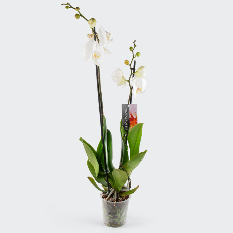 Орхидея Фаленопсис белая (2 ствола)