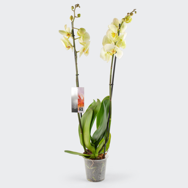 Орхидея Фаленопсис лимонная (2 ствола)