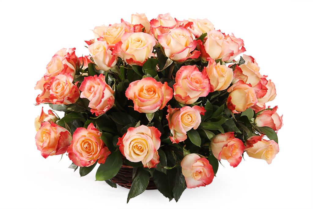 Букет 51 роза Кабаре в корзине пеларгония кабаре f2 смесь окрасок