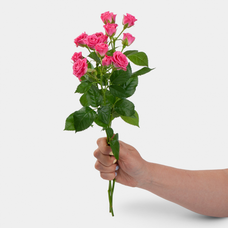 Роза кустовая Лав Лидия 40 см (3 шт.) тыква твердокорая грибовская кустовая 2 гр б п