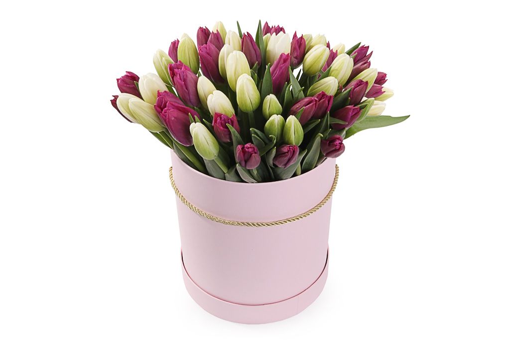 Букет 51 королевский тюльпан в розовой коробке, бело-пурпурный микс шляпная коробка розовая 23 х 23 см