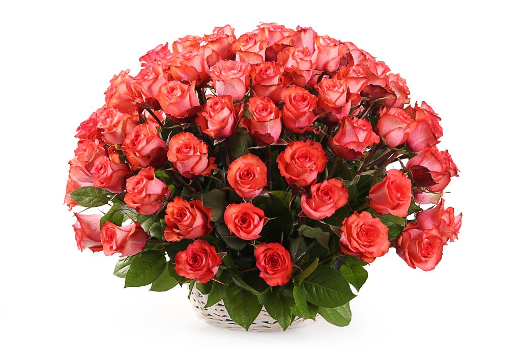 Букет 101 роза Игуана в корзине букет 51 роза аваланш 50 60 см