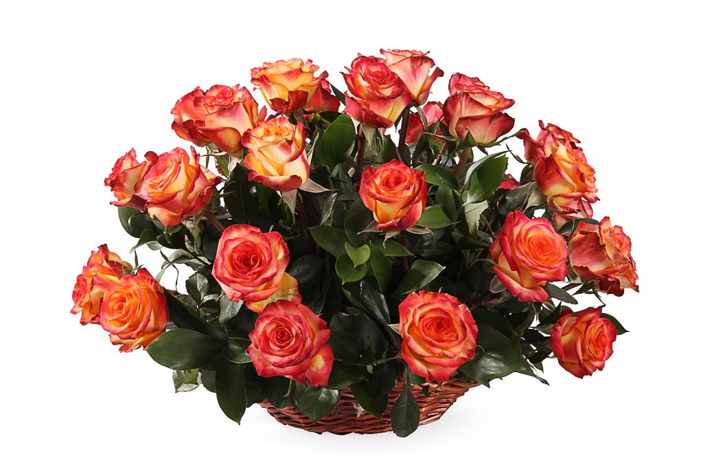 Букет 35 роз Хай Мэджик в корзине гелениум огонь любви смесь окрасок аэлита