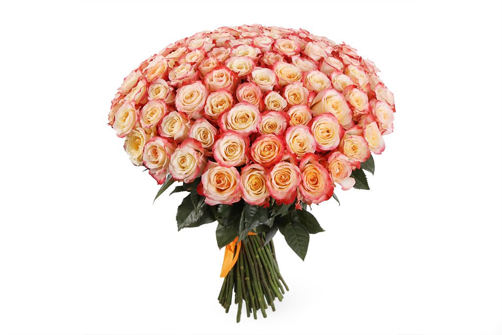 Букет 101 роза Кабаре пеларгония кабаре f2 смесь окрасок