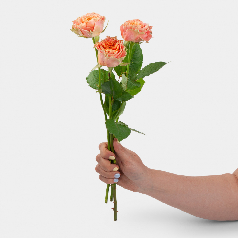 Роза Луиза 40 см (3 шт.)