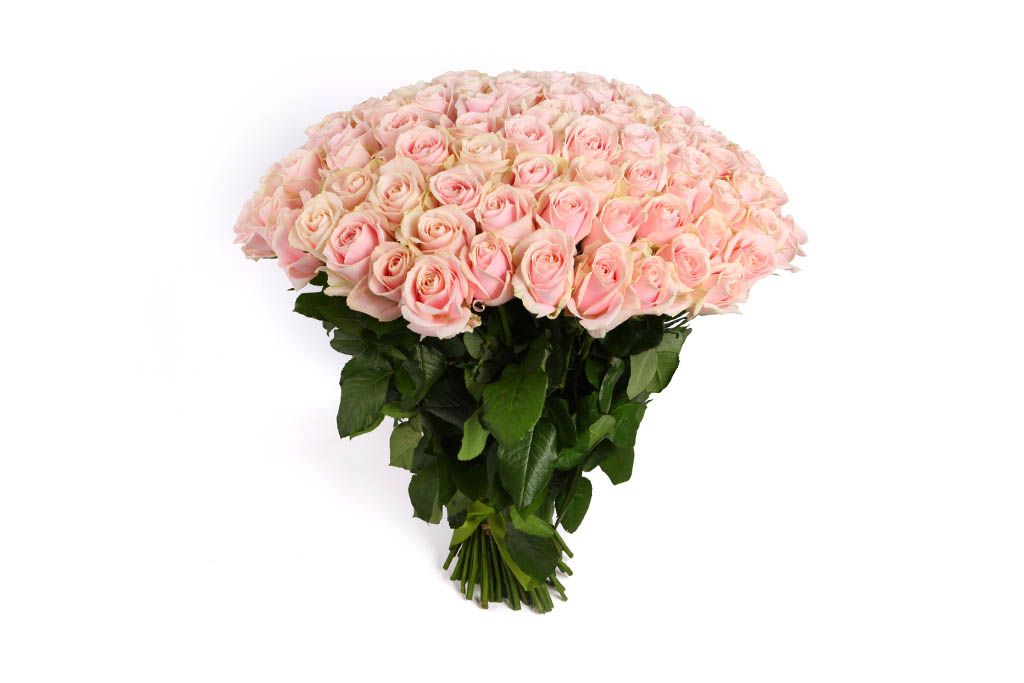 букет из 11 нежно розовых роз сорта фрутетто 60см и 3 белых гипсофилы Букет 101 роза Аваланш Свит