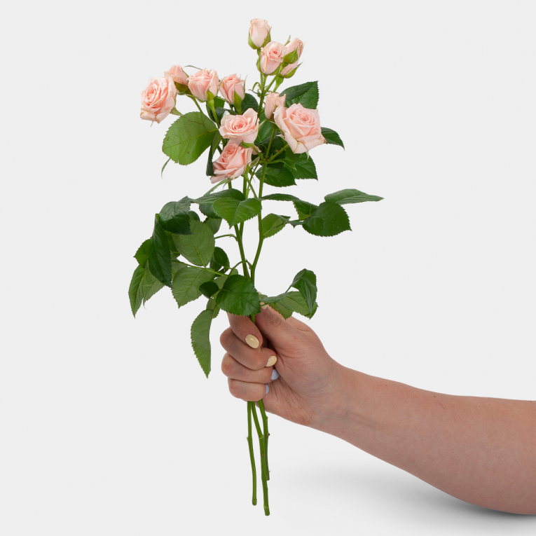 Роза кустовая Лидия 40 см (3 шт.) тыква твердокорая грибовская кустовая 2 гр б п