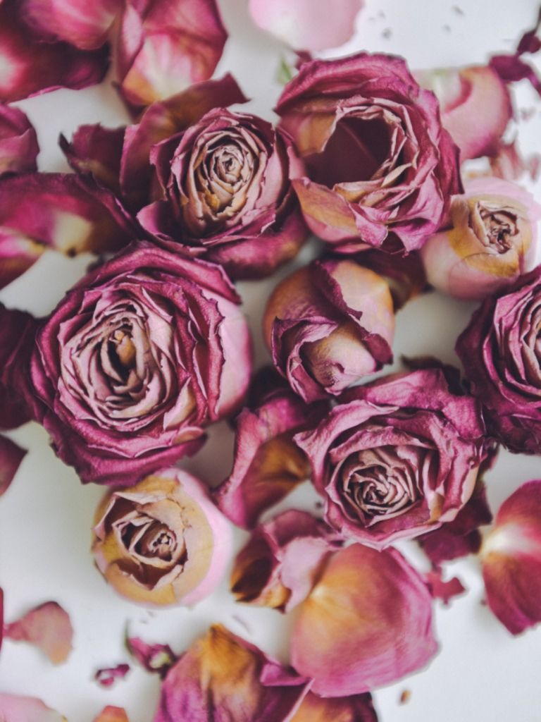 dry-roses.jpg dry-roses.jpg