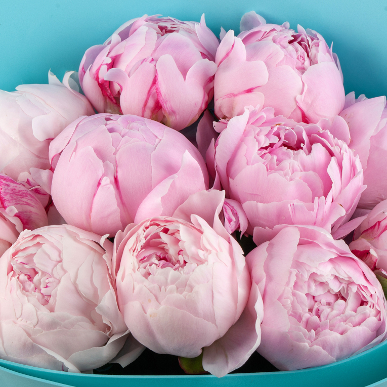 Букет из 11 пионов Светлые чувства