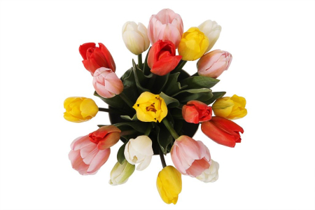 Букет 25 королевских тюльпанов в коробке, микс