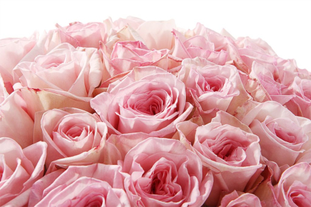 Букет 51 роза Пинк О'Хара