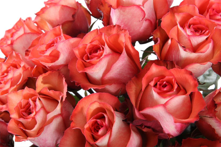 Букет 25 роз Игуана, коралловые