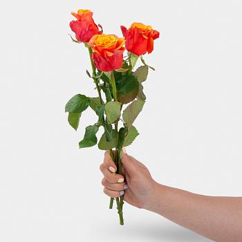 Роза Испания 40 см (3 шт.)