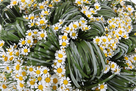 Букет с ромашками Любит-не-любит