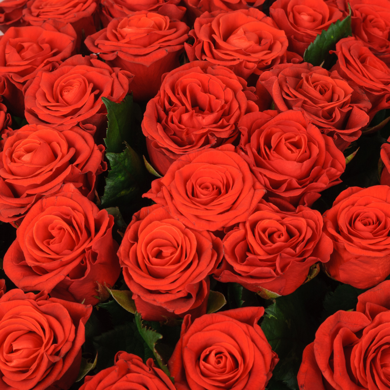 Букет из 51 розы Эль Торо
