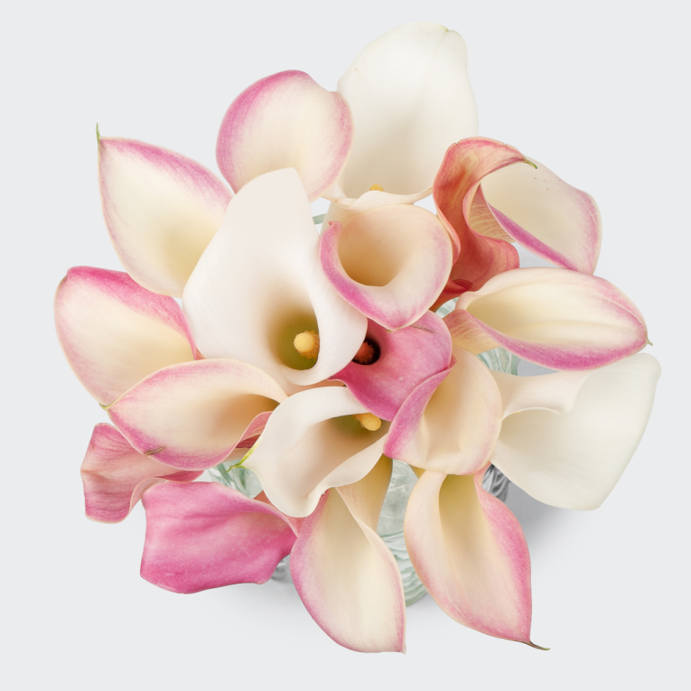 Букет из калл Белоснежка