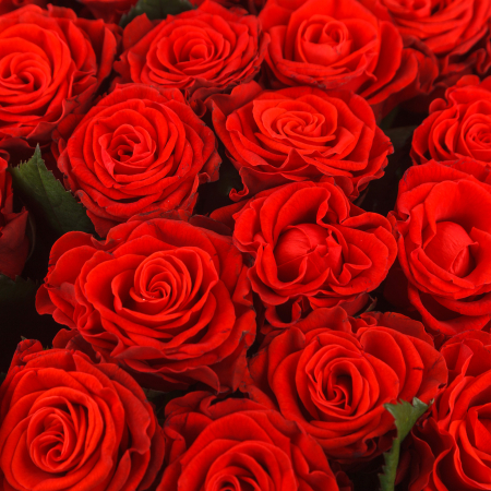 Букет из 51 розы Одной тебе