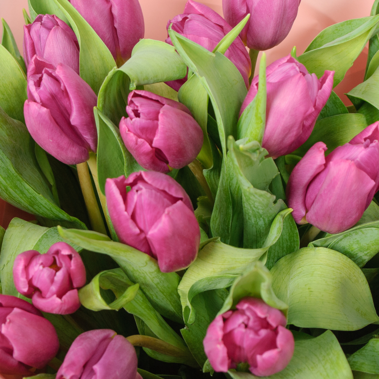 Букет 19 фиолетовых тюльпанов