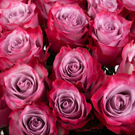 Букет 35 роз Дип Перпл (Эквадор), 60 см