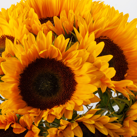 Букет из 15 подсолнухов Бархатный сезон