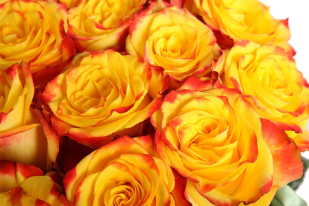 Букет 101 роза Хай Еллоу