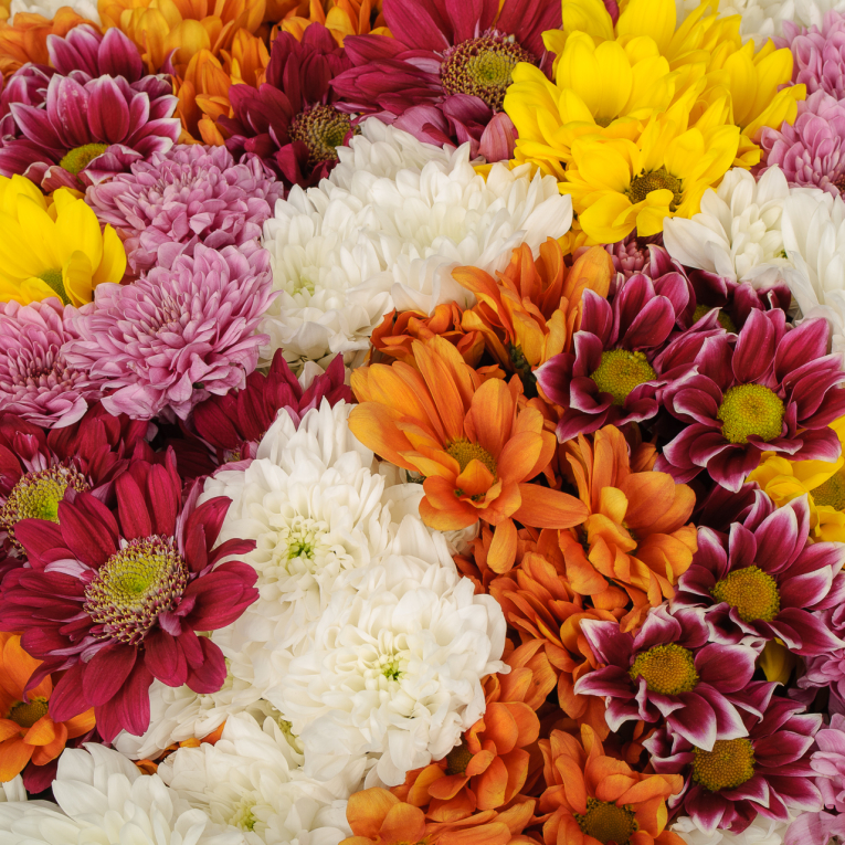 Букет 101 кустовая хризантема микс