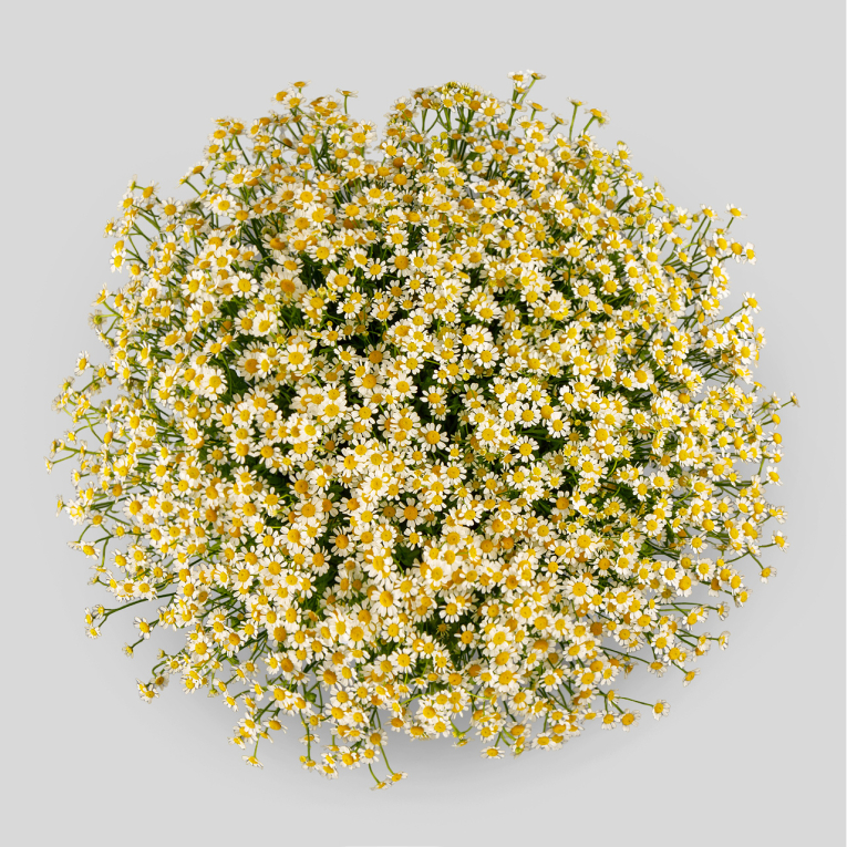 Букет 51 ромашка