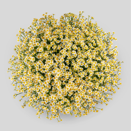 Букет 51 ромашка