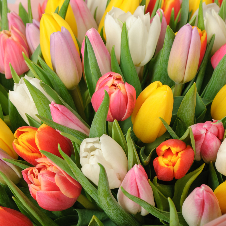 Букет 101 тюльпан Весенний микс