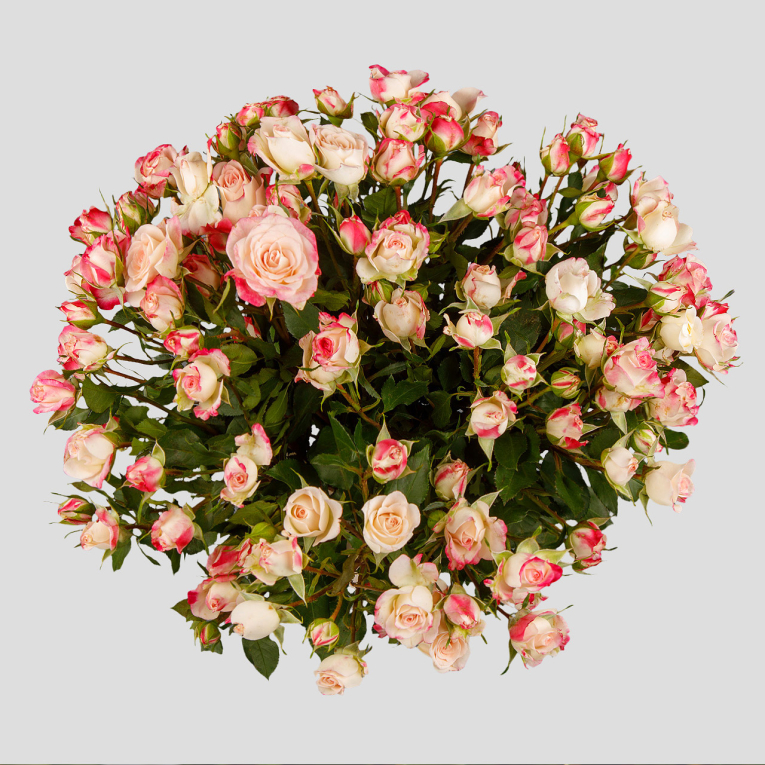 Букет 15 кустовых роз Рефлекс