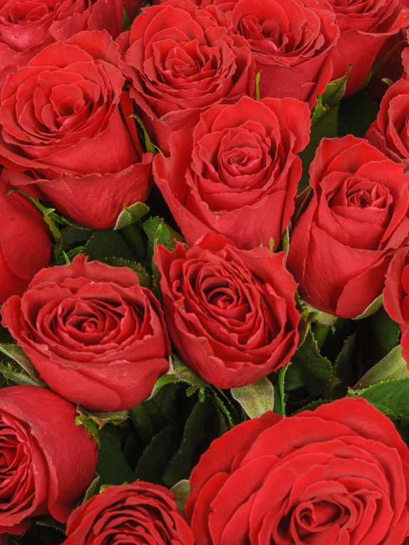 Букет из 51 розы Красный цвет страсти