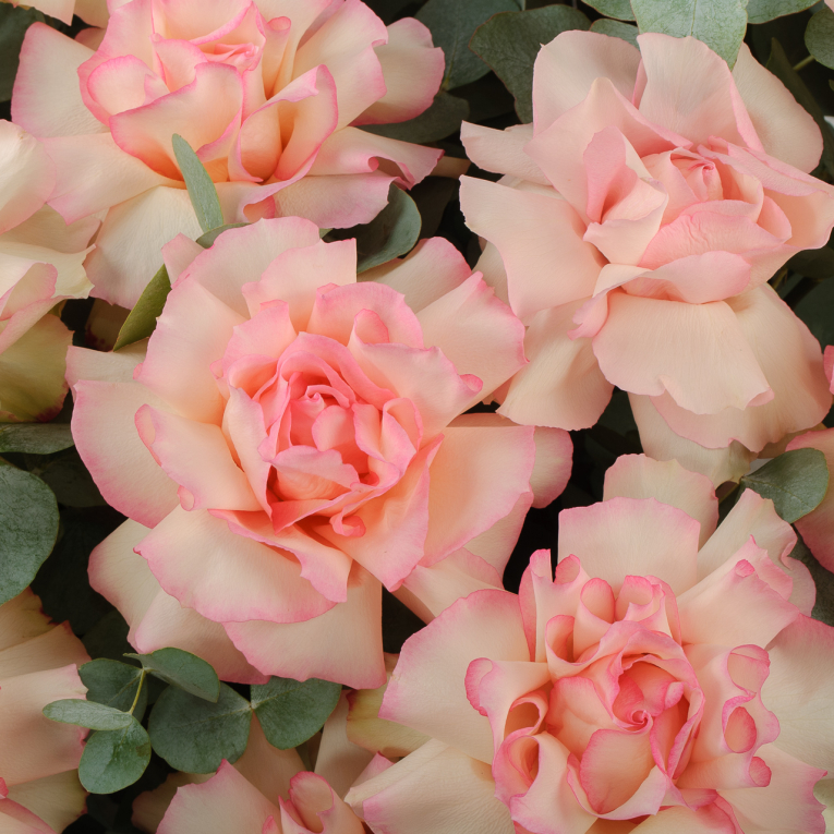 Розы в корзине Пробуждение Авроры