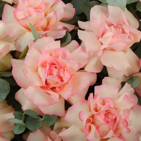 Розы в корзине Пробуждение Авроры