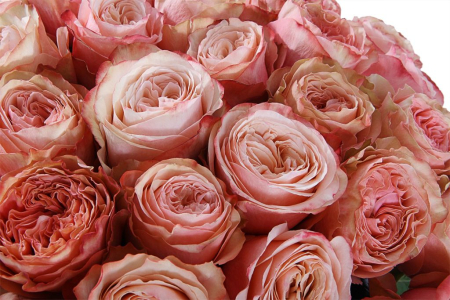 Букет 35 пионовидных роз Кахала