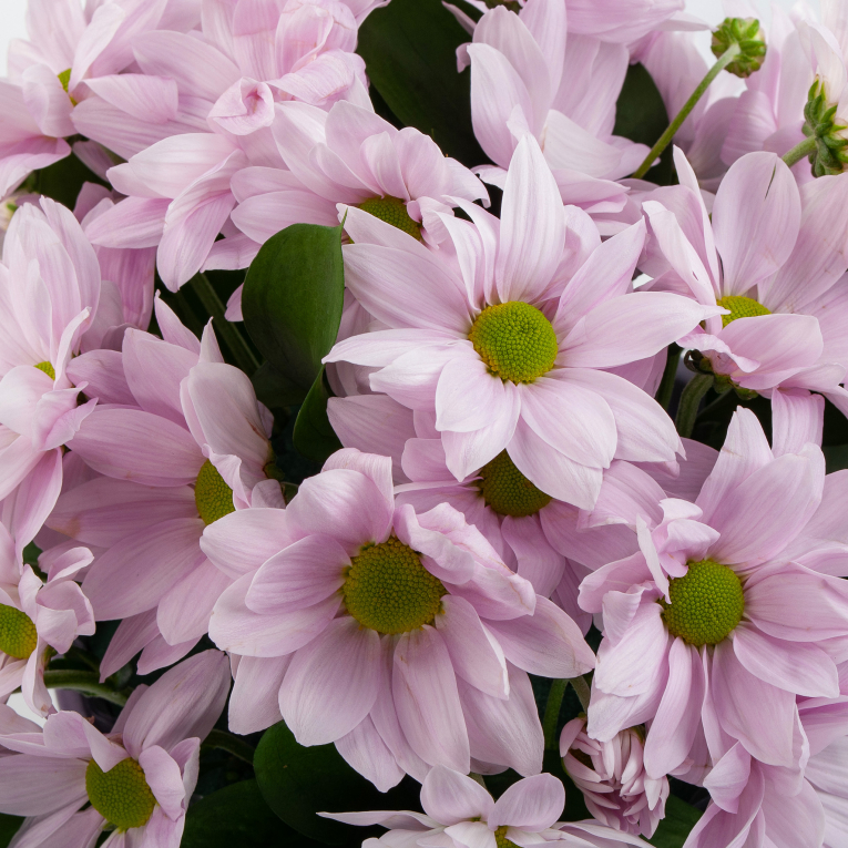 Букет в кашпо Седьмой лепесток