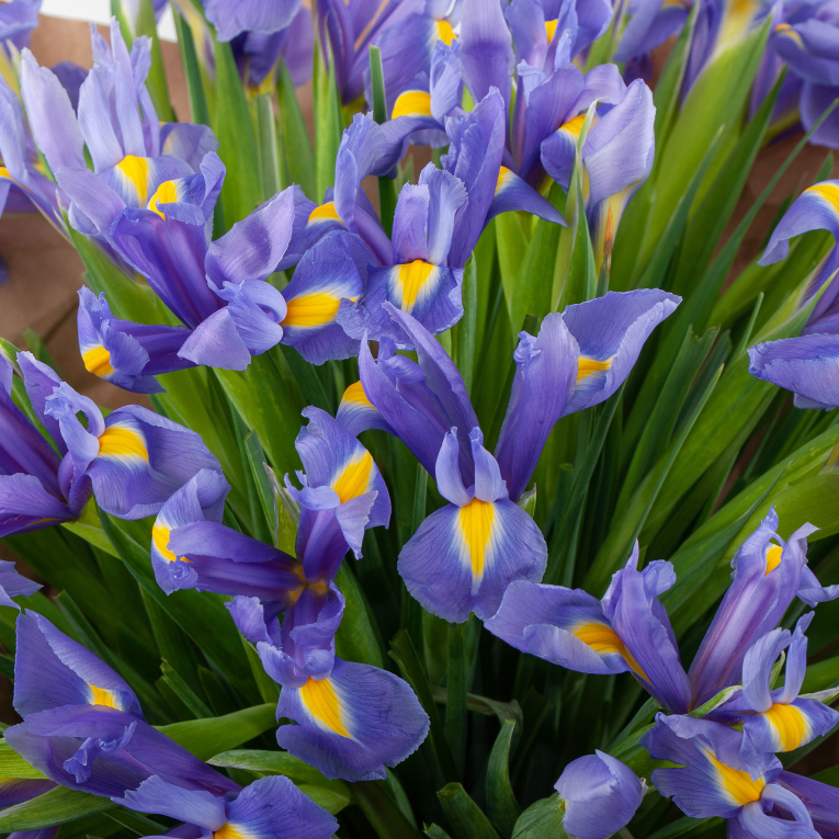 Букет из ирисов Ириска (макси)