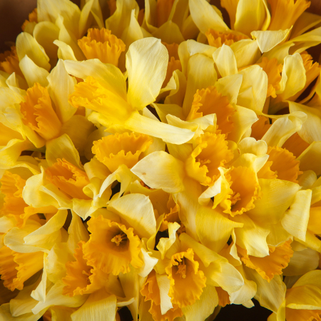 Букет нарциссов Весеннее золото