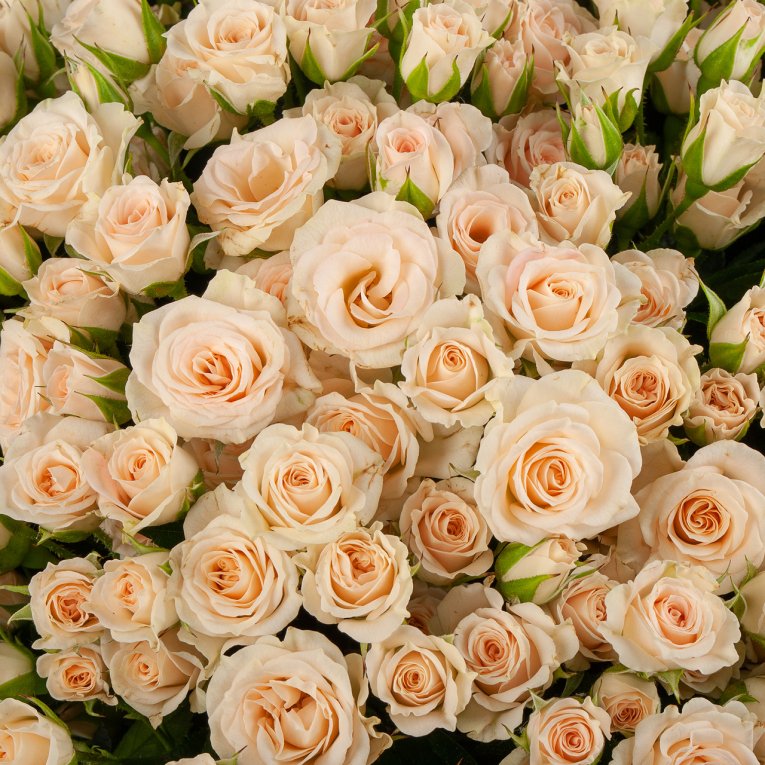 Букет из 101 розы Любовный десерт