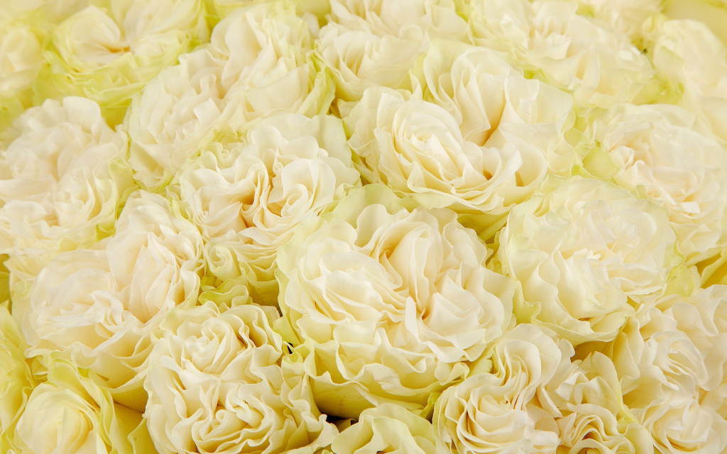 Букет 35 роз Мондиаль Розаприма