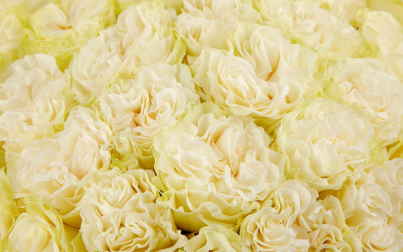 Букет 35 роз Мондиаль Розаприма