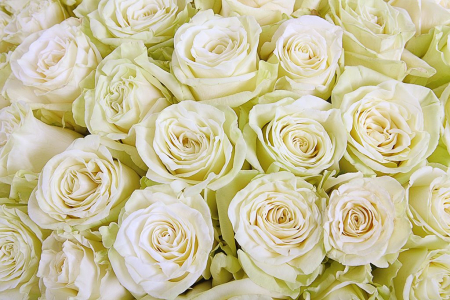 Букет 201 роза Мондиаль