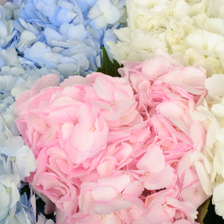 Букет 9 гортензий Цветочные облака